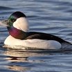 Bufflehead